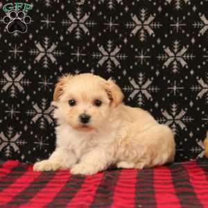 Jerusalem, Maltipoo Puppy